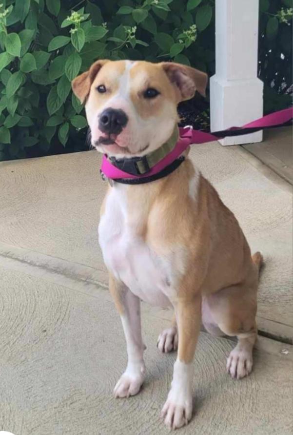 FERN, Adoptable, Adult Female Boxer & Husky.