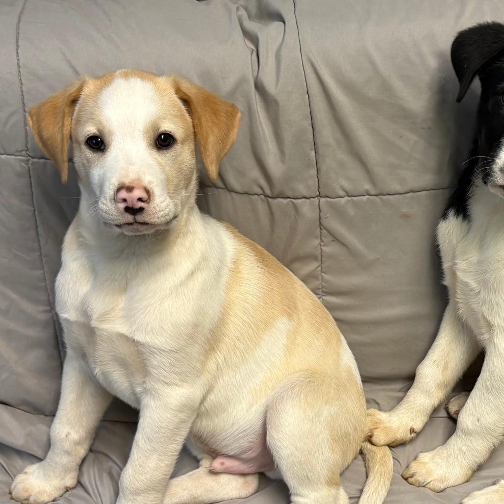 Pippen — thumbnail 2