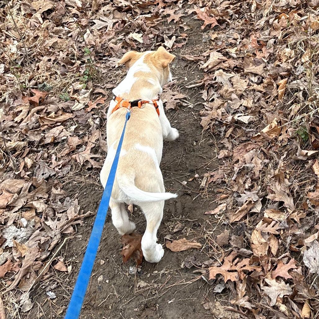 Pippen — thumbnail 3