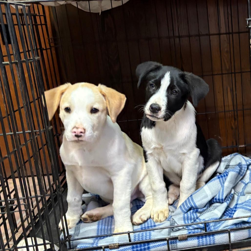 Pippen — thumbnail 4