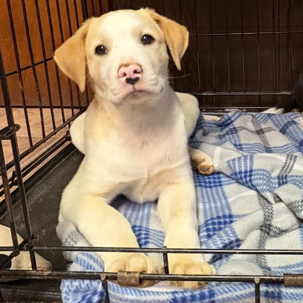 Enlarge Pippen, a Adoptable Mixed Breed in Winston Salem, NC image 4/6