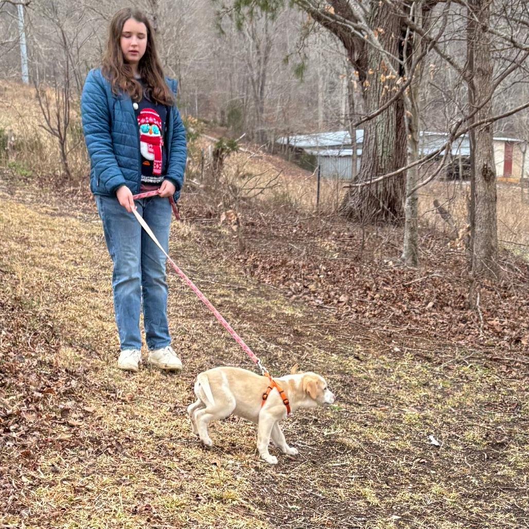 Enlarge Pippen, a Adoptable Mixed Breed in Winston Salem, NC image 5/6