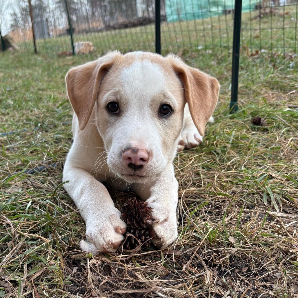 Enlarge Pippen, a Adoptable Mixed Breed in Winston Salem, NC image 6/6