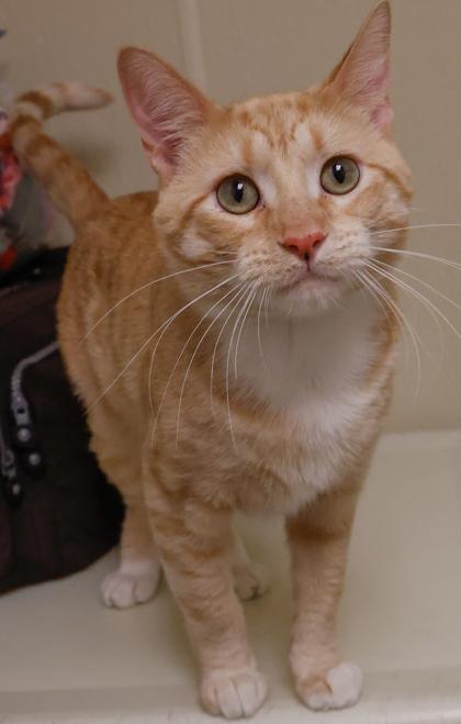 Ritz, Adoptable, Adult Male Domestic Short Hair & Domestic Short Hair.