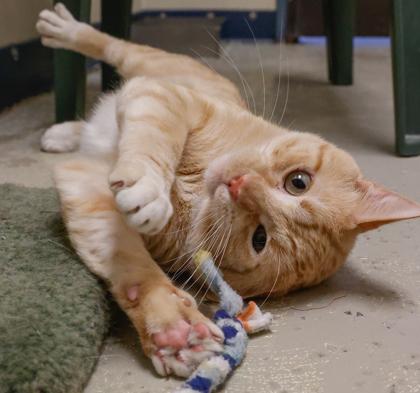 Enlarge Ritz, a Adoptable mixed breed in Baraboo, WI image 3/3