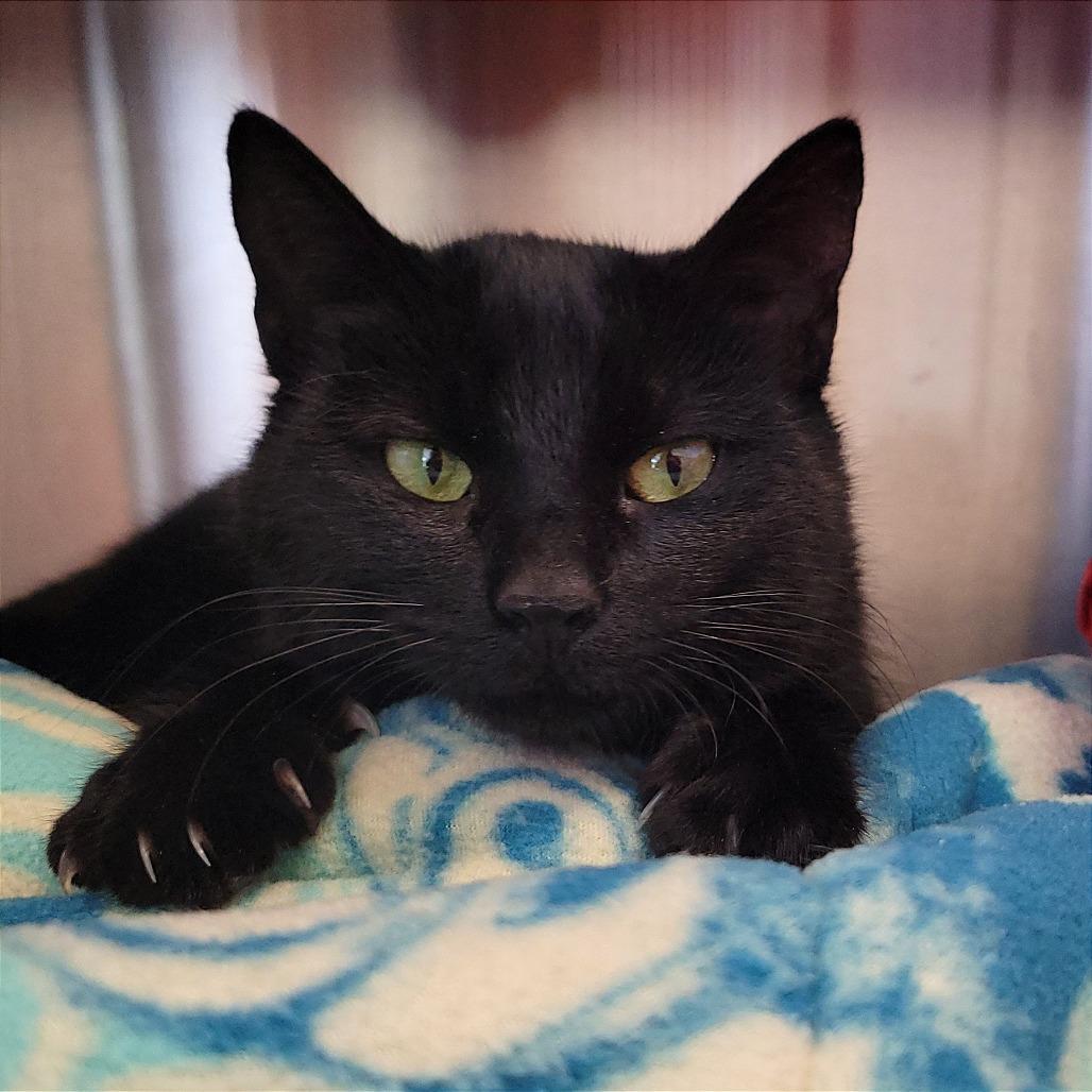 Cupcake, Adoptable, Young Female Domestic Short Hair.