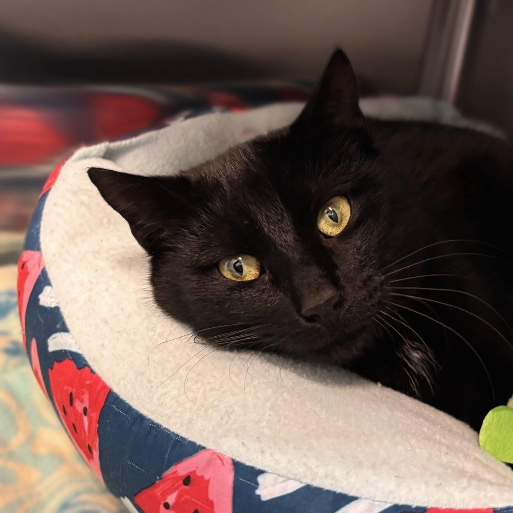 Cupcake, Adoptable, Young Female Domestic Short Hair.