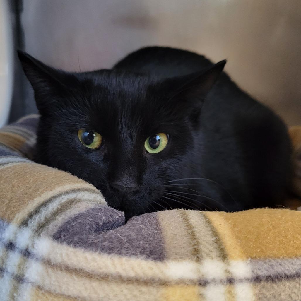 Enlarge Cupcake, a Adoptable Domestic Short Hair in Nashville, IN image 3/3