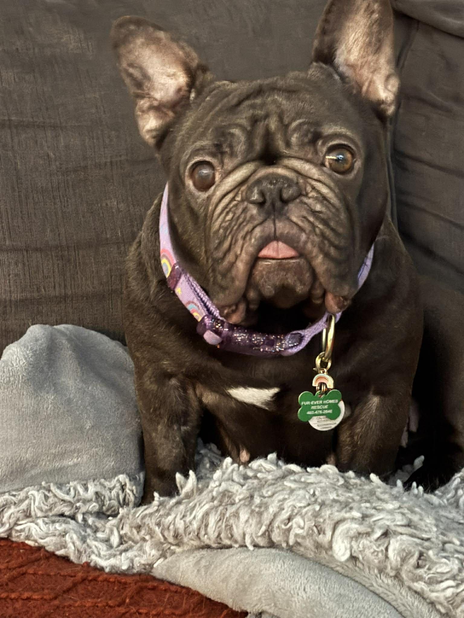 Enlarge Toffee, a ADOPTABLE mixed breed in Calgary, AB image 2/4