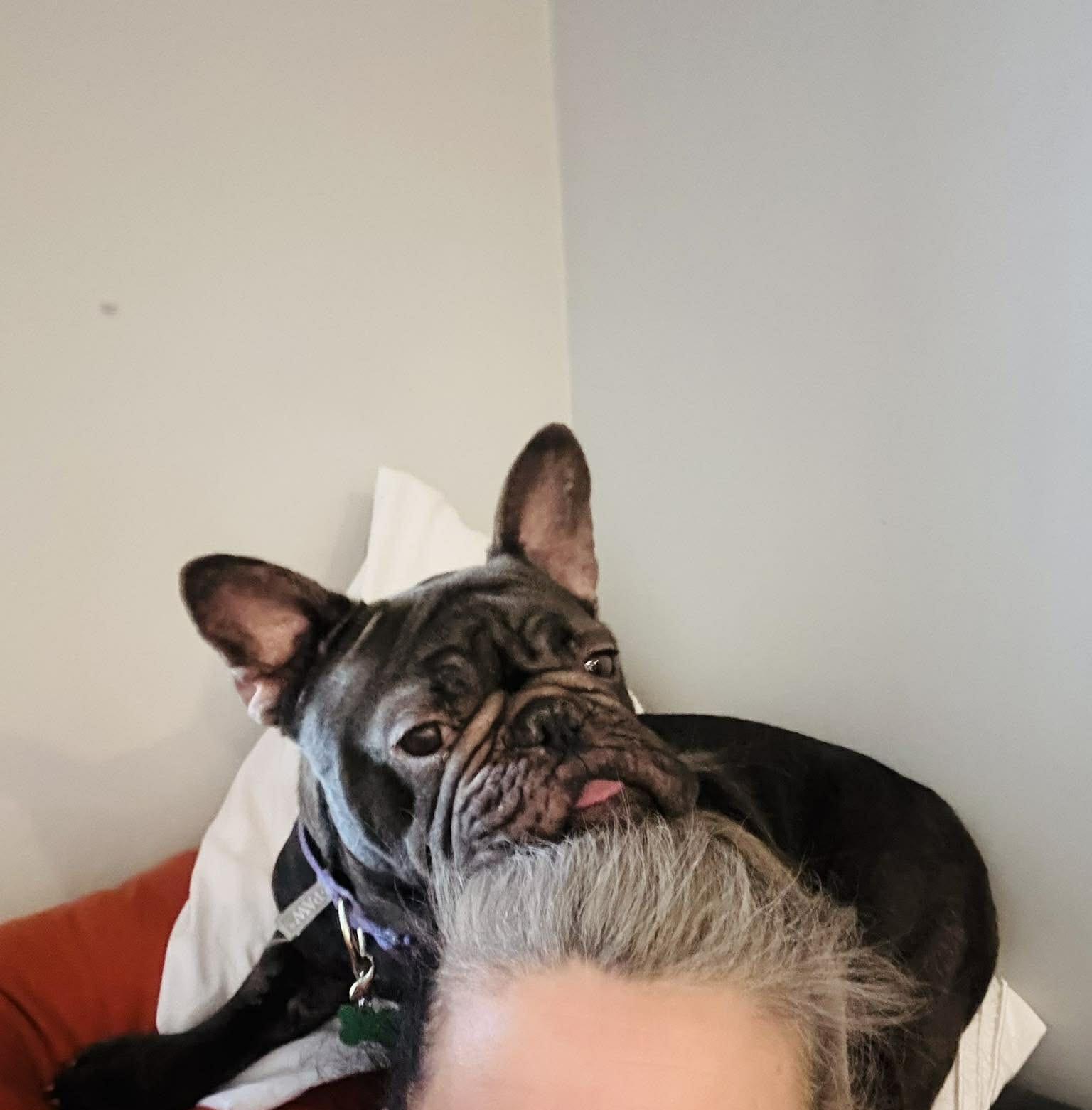 Toffee, ADOPTABLE, Adult Female French Bulldog.