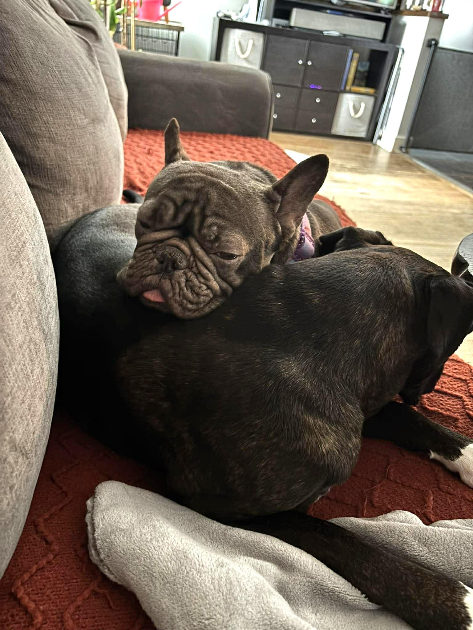 Enlarge Toffee, a ADOPTABLE mixed breed in Calgary, AB image 4/4