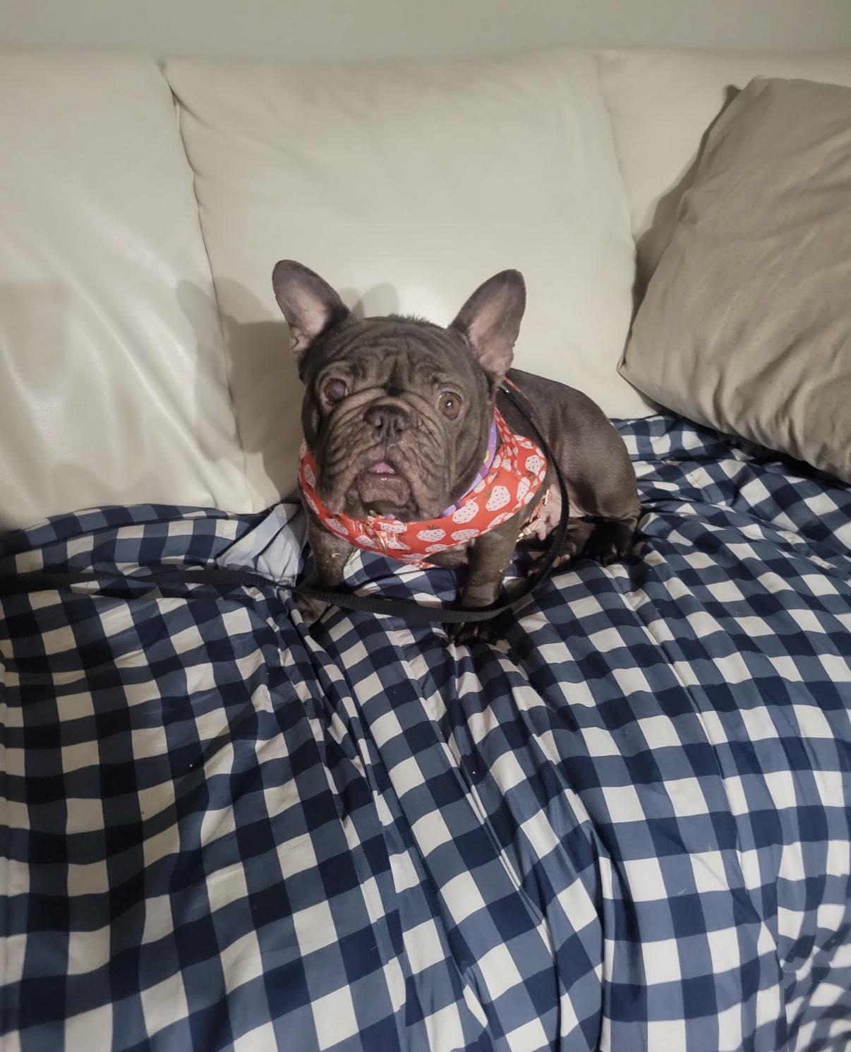 Enlarge Toffee, a ADOPTABLE mixed breed in Calgary, AB image 3/4