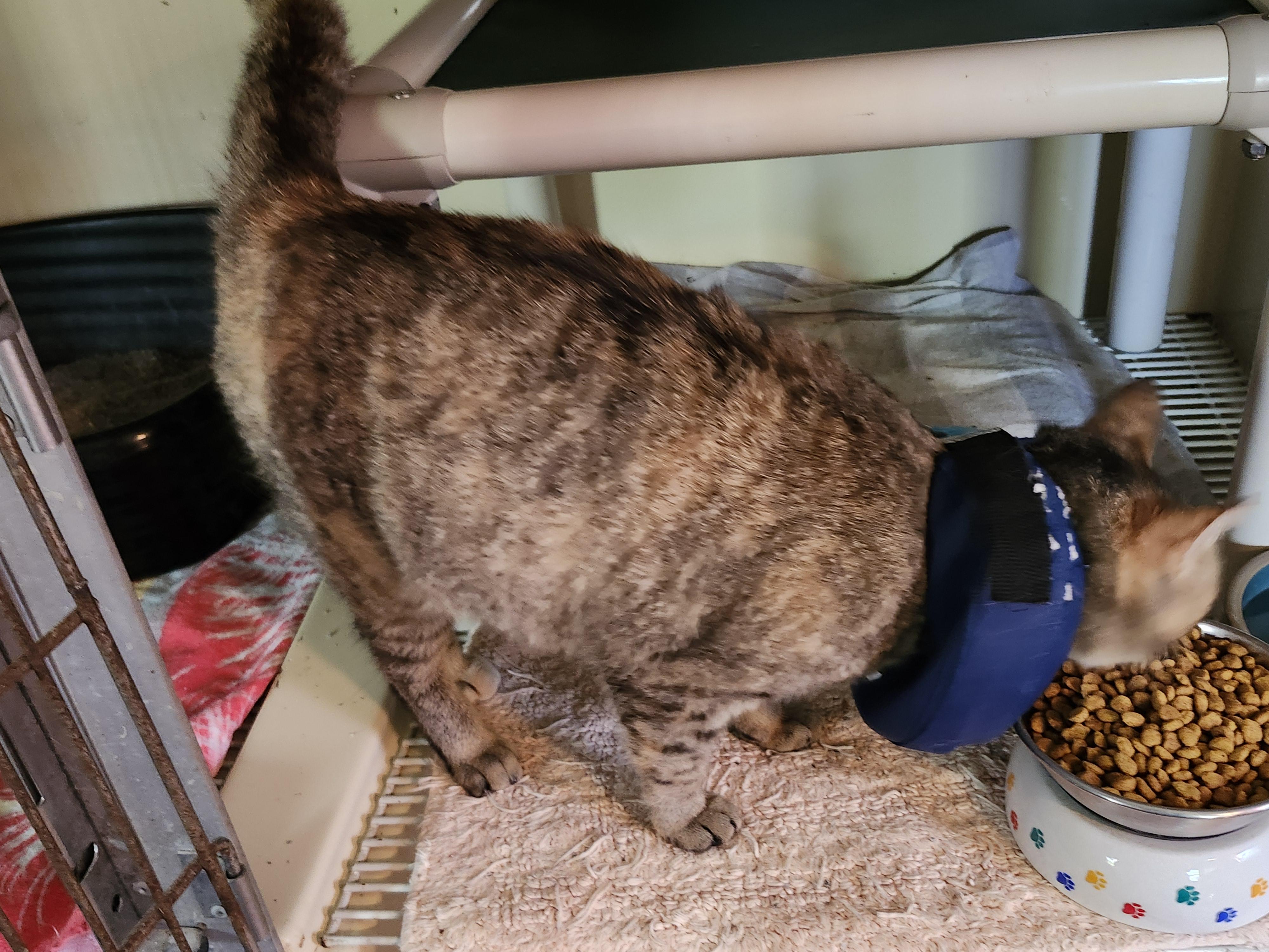 Enlarge "BLOSSOM", a ADOPTABLE mixed breed in North East, MD image 4/4