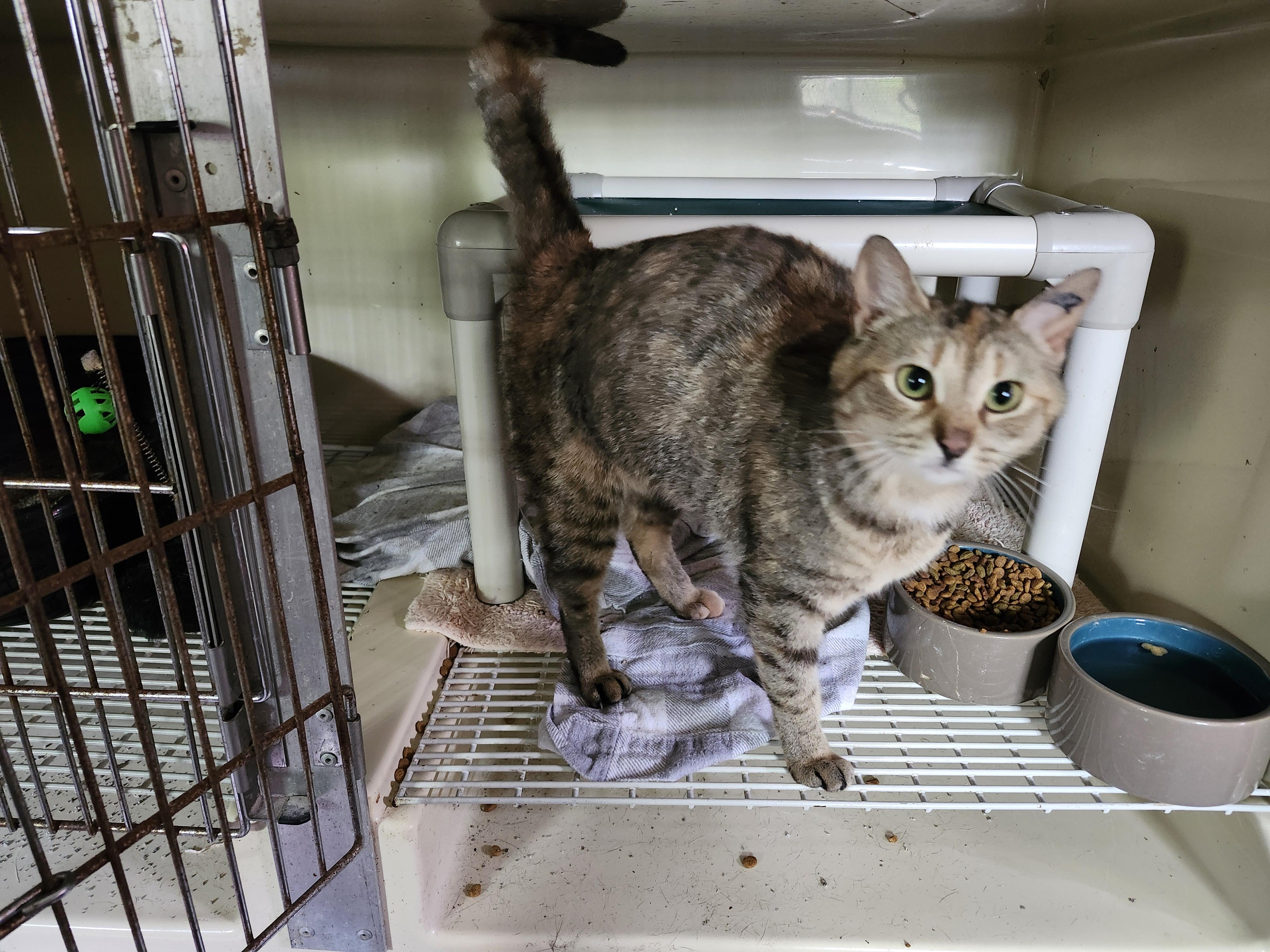 Enlarge "BLOSSOM", a ADOPTABLE mixed breed in North East, MD image 2/4