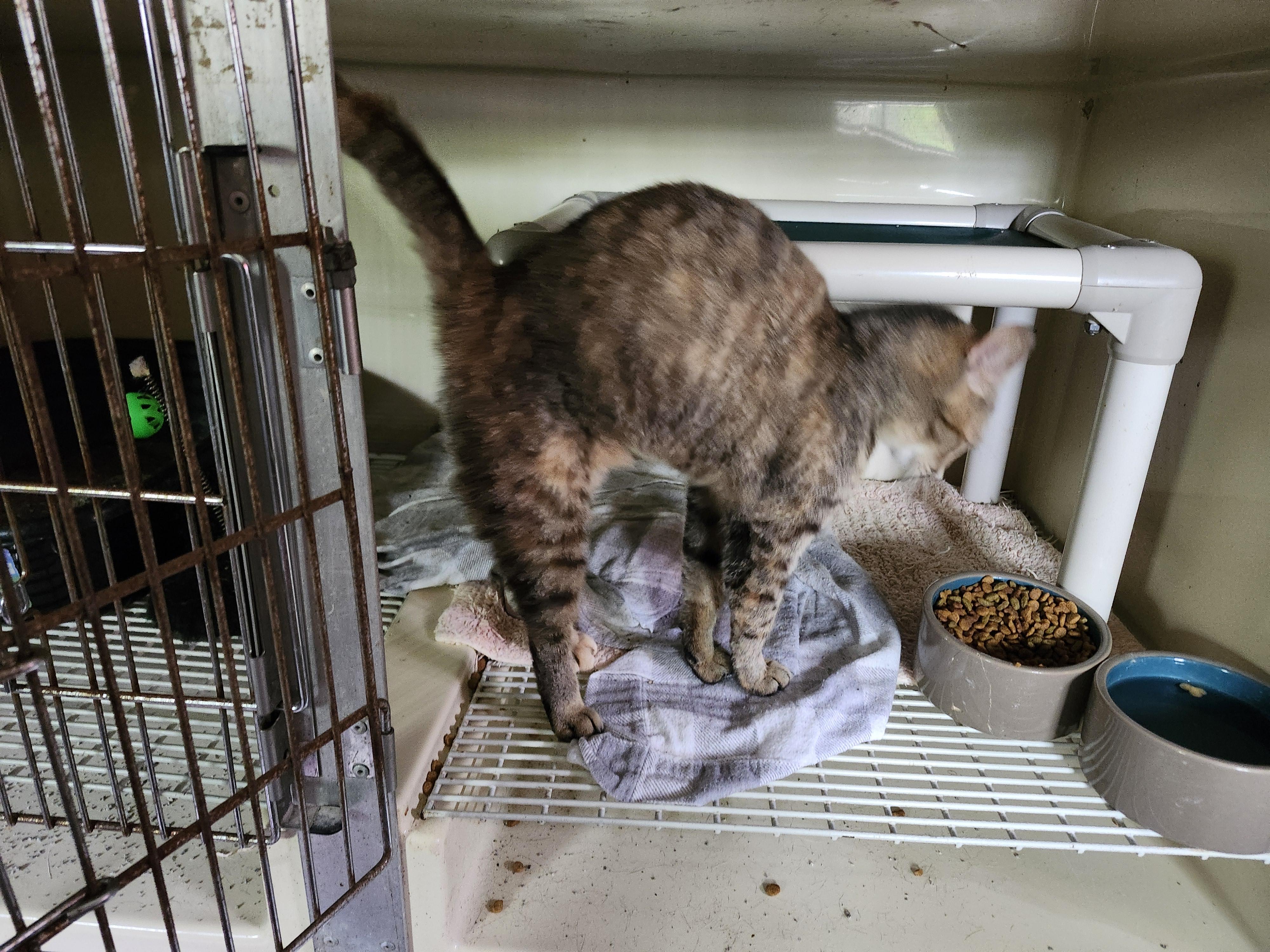 Enlarge "BLOSSOM", a ADOPTABLE mixed breed in North East, MD image 3/4
