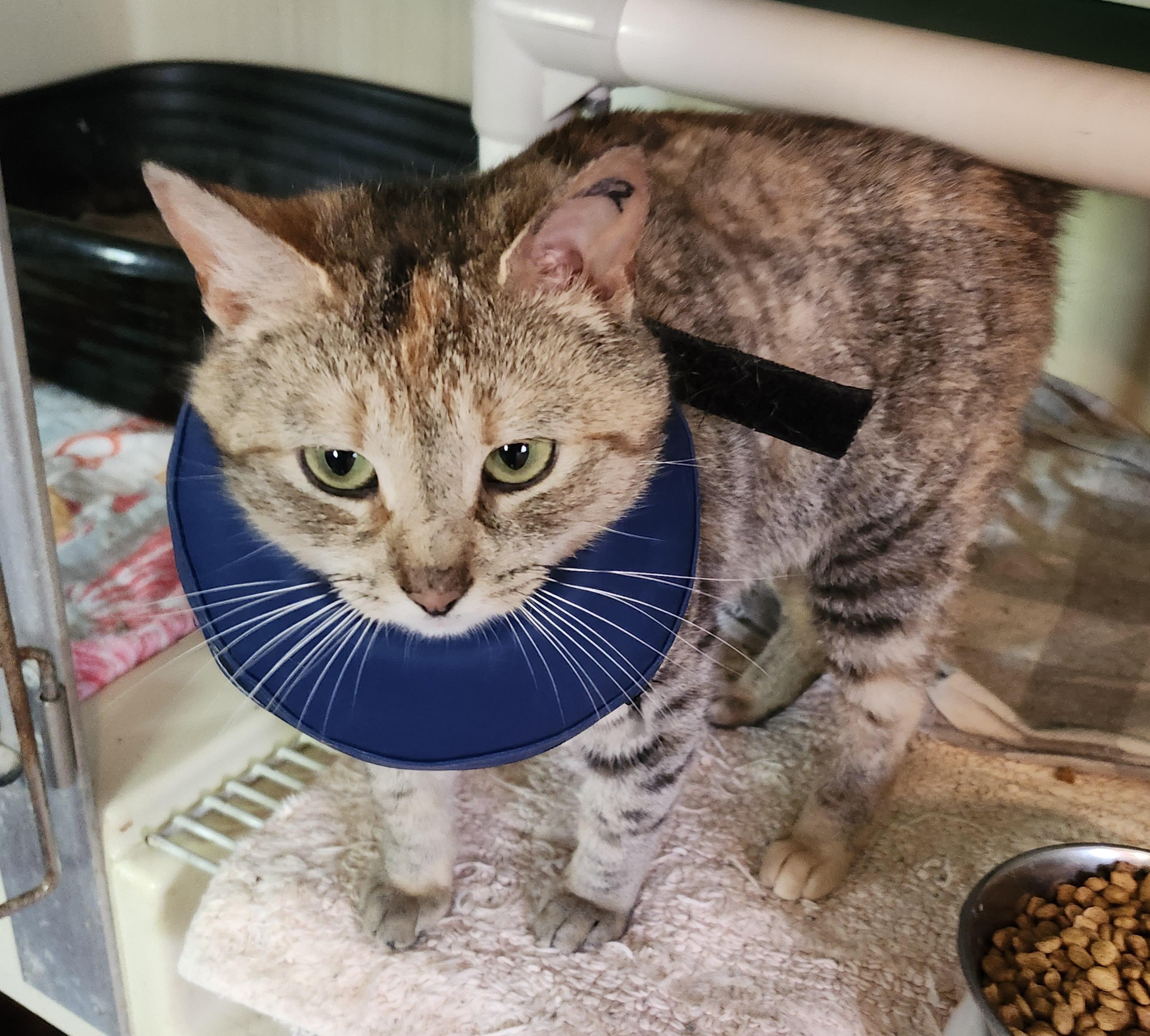 "BLOSSOM", ADOPTABLE, Adult Female Tabby & Calico.