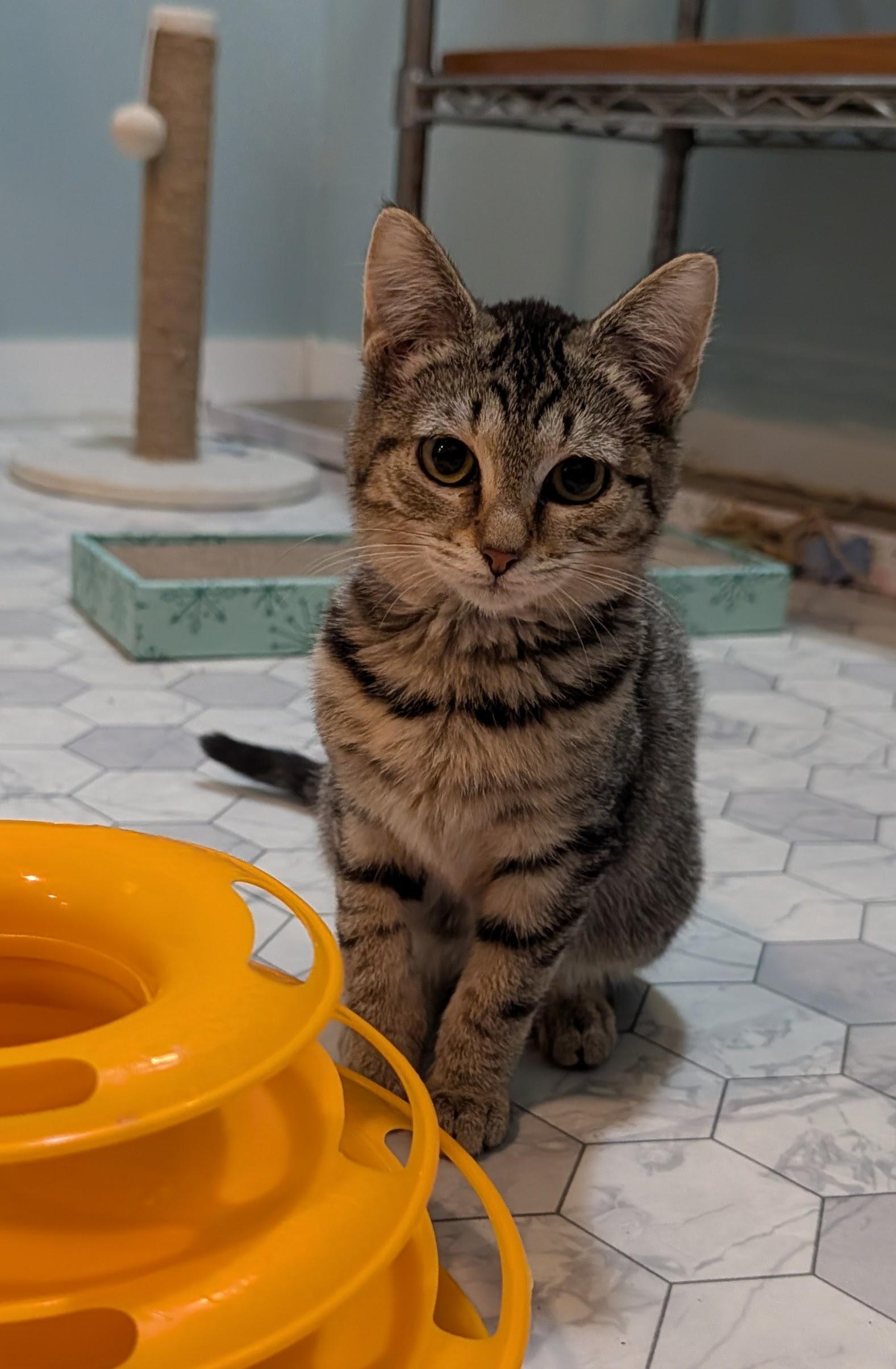 Enlarge Muppet, an adoptable mixed breed in Minneapolis, MN image 4/6