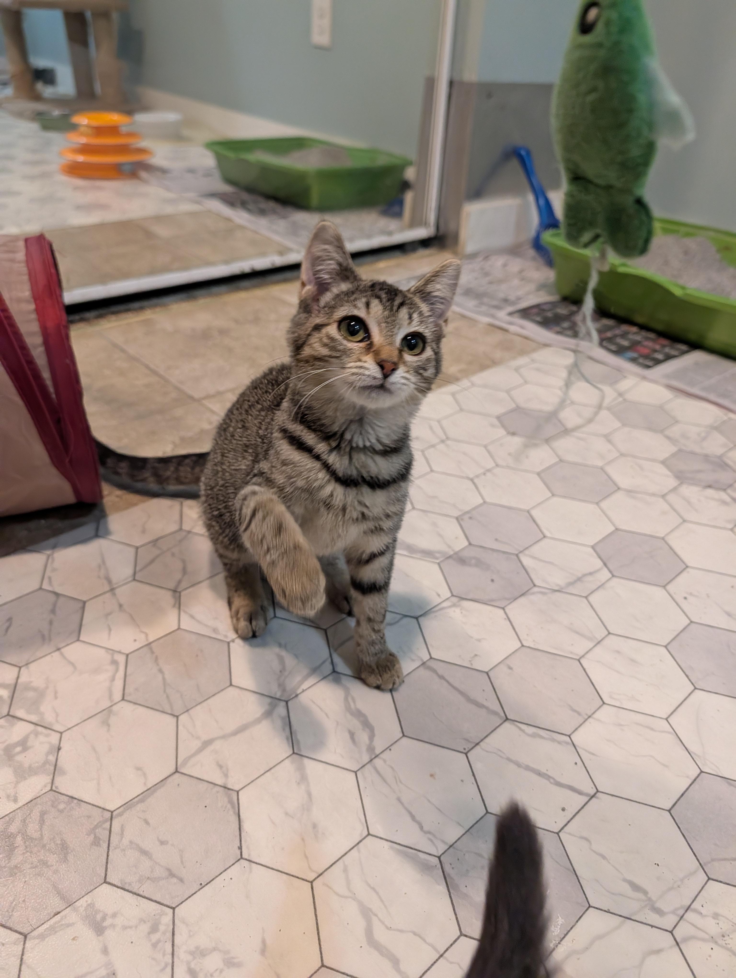 Enlarge Muppet, an adoptable mixed breed in Minneapolis, MN image 5/6
