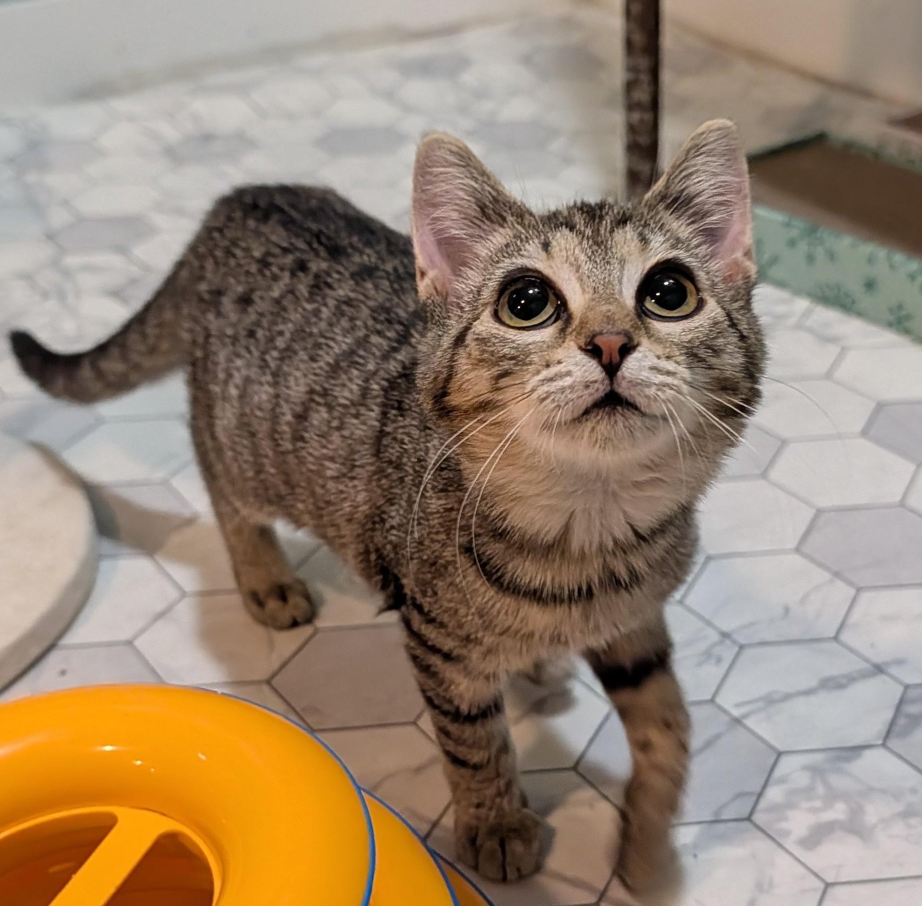 Enlarge Muppet, an adoptable mixed breed in Minneapolis, MN image 2/6