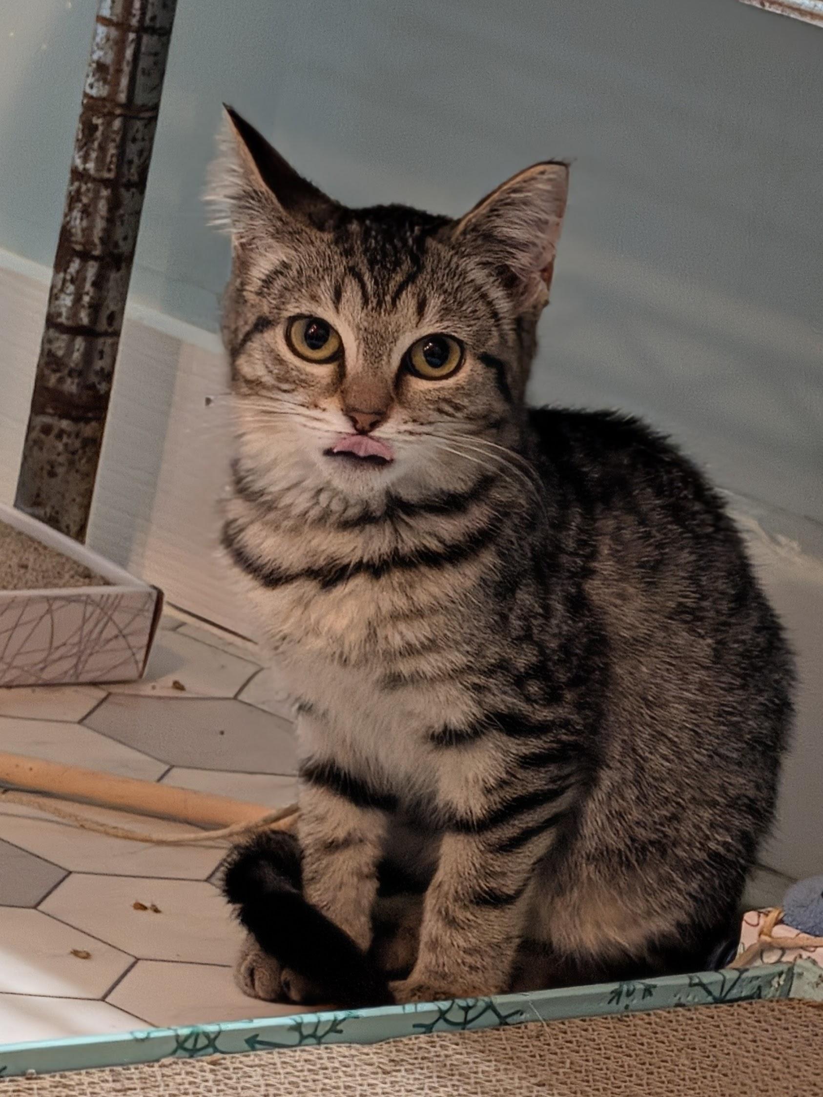 Enlarge Muppet, an adoptable mixed breed in Minneapolis, MN image 6/6