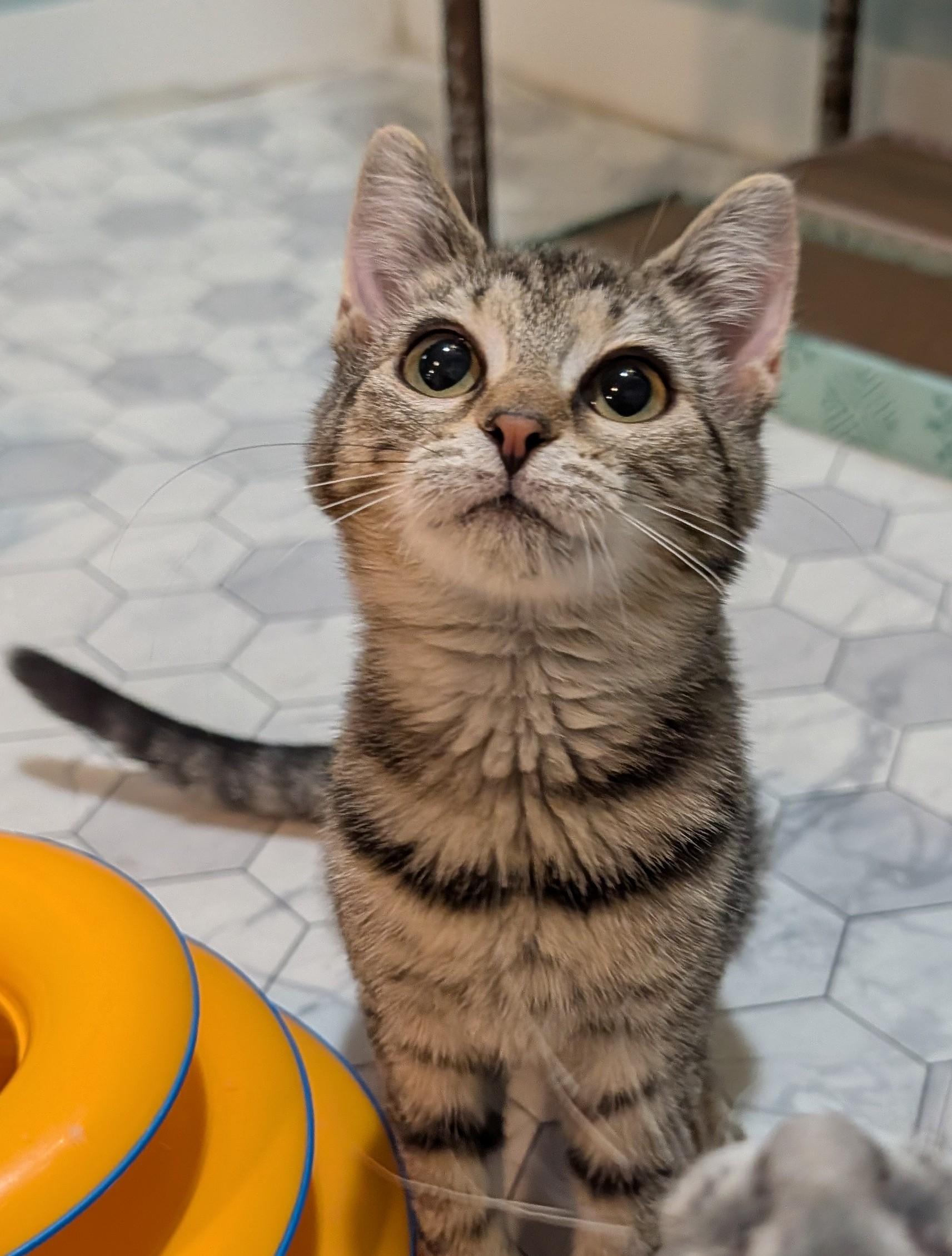Muppet, adoptable, Kitten Female Domestic Short Hair.