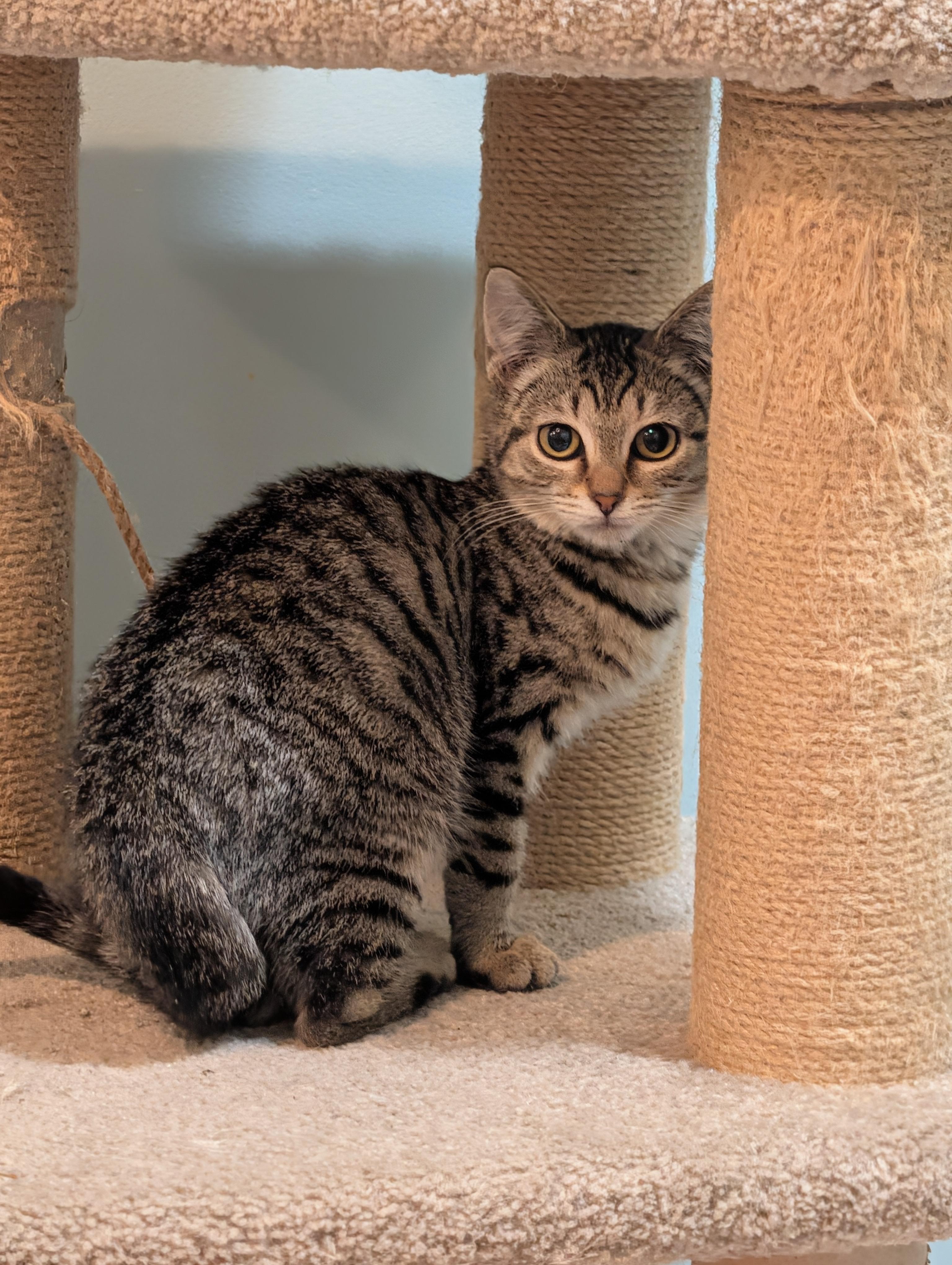 Enlarge Muppet, an adoptable mixed breed in Minneapolis, MN image 3/6