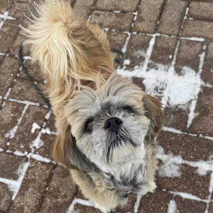 Enlarge Marcy, a Adoptable mixed breed in Madison, WI image 2/2