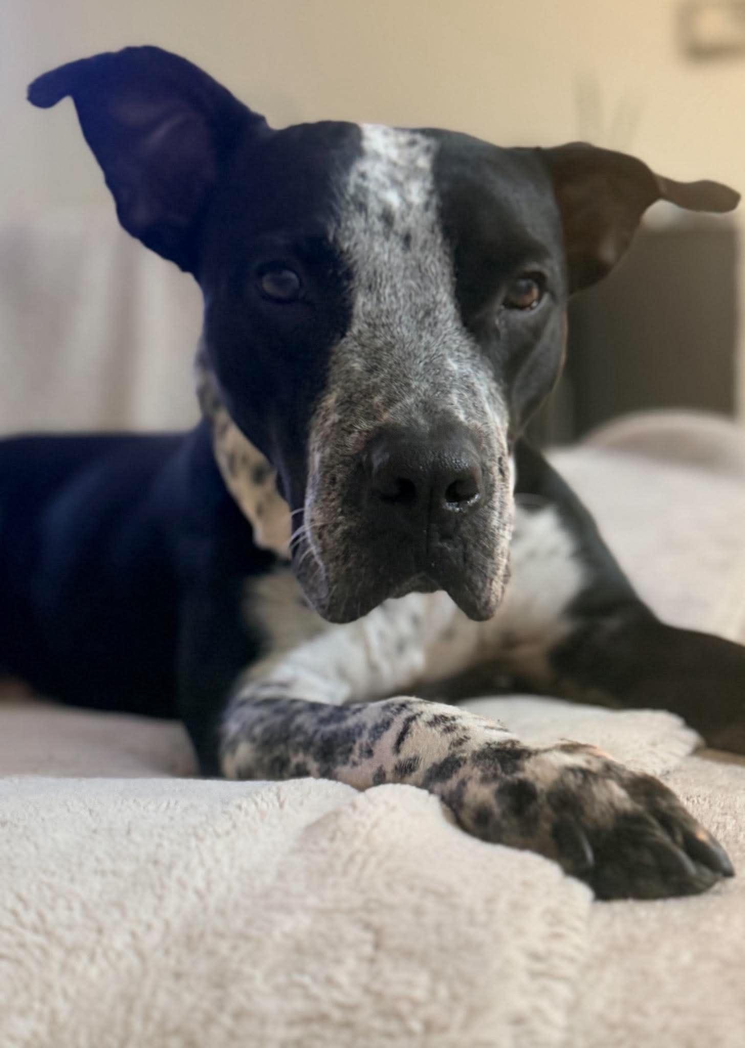 Enlarge Dunkin, a ADOPTABLE mixed breed in Rochester, NY image 4/6