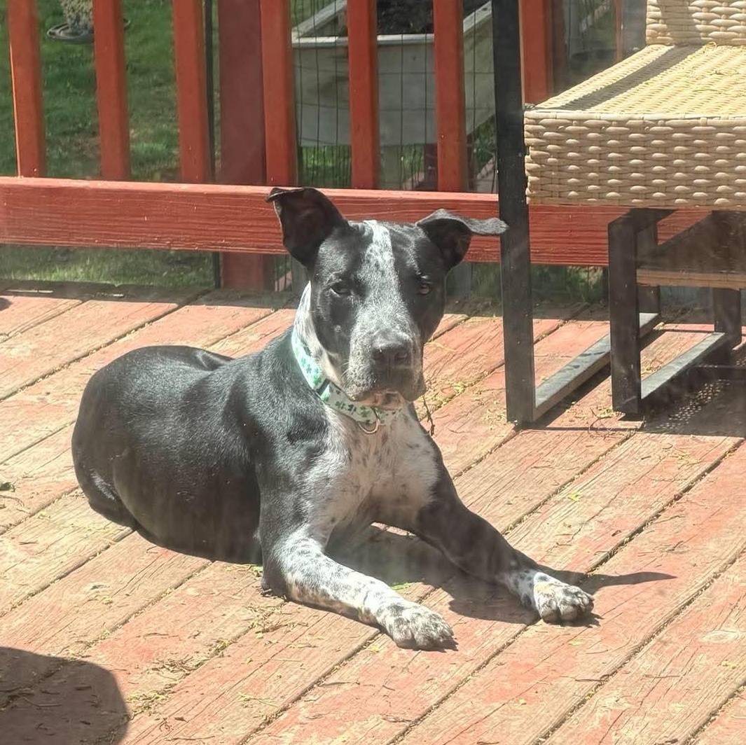 Enlarge Dunkin, a ADOPTABLE mixed breed in Rochester, NY image 2/6
