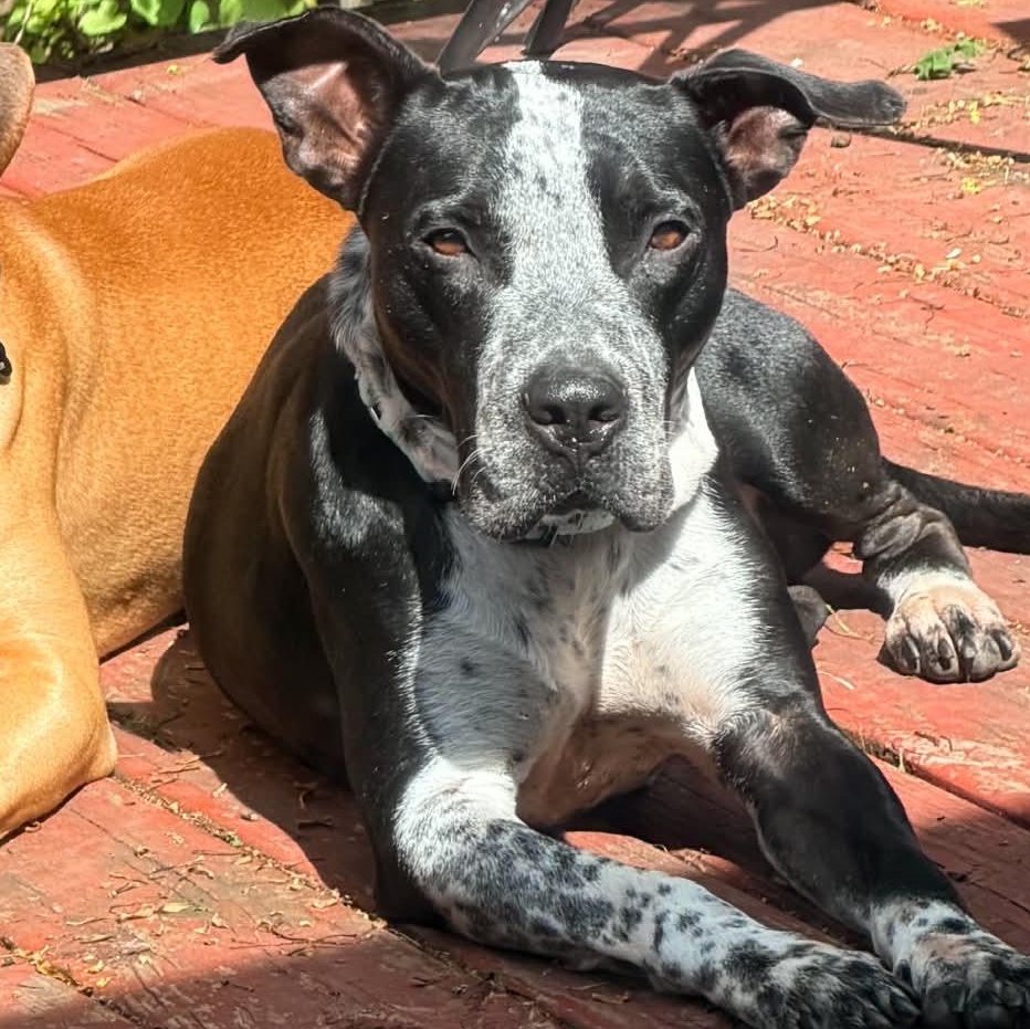 Dunkin, ADOPTABLE, Adult Male German Shorthaired Pointer & Black Labrador Retriever.