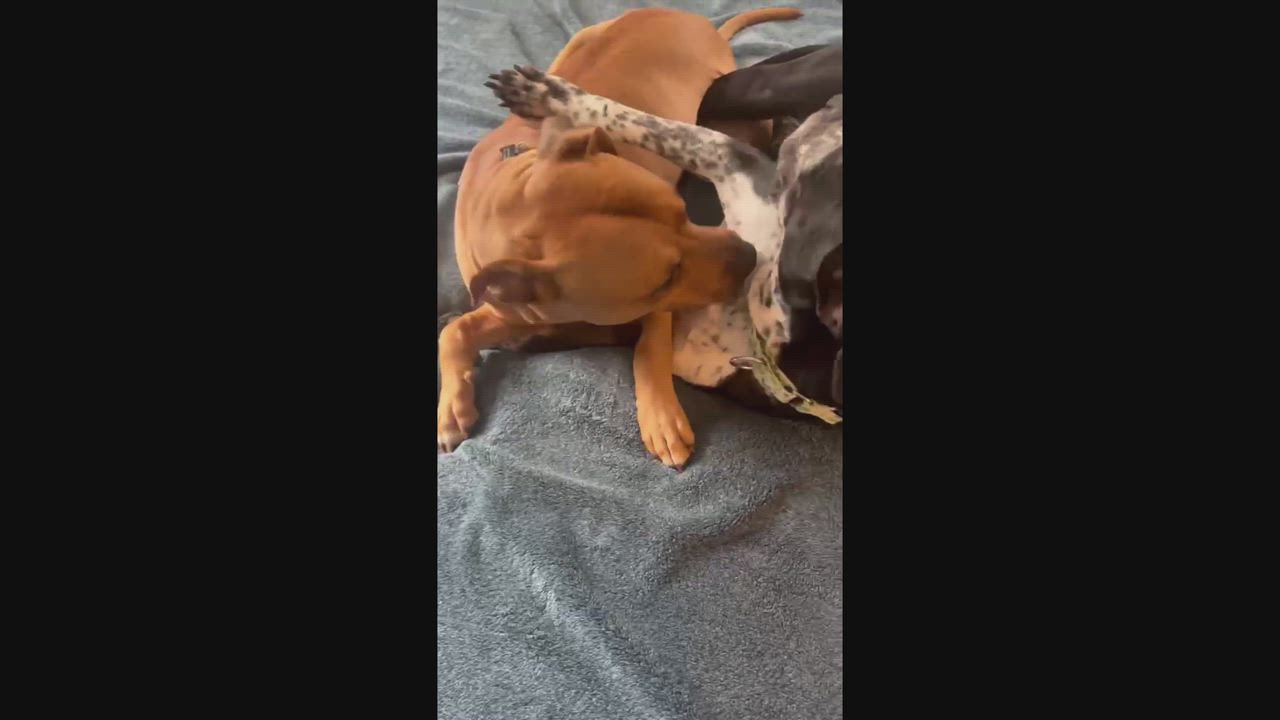 Enlarge Dunkin, a ADOPTABLE mixed breed in Rochester, NY video 3/6