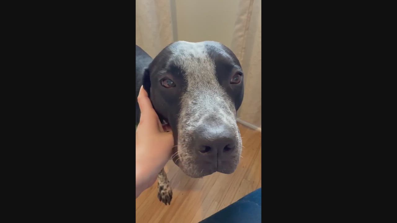 Enlarge Dunkin, a ADOPTABLE mixed breed in Rochester, NY video 5/6