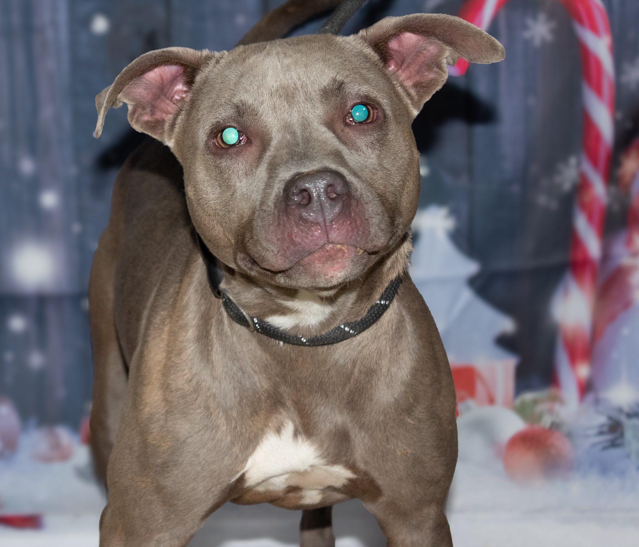 Enlarge Cece, a Adoptable mixed breed in Muncie, IN image 1/6