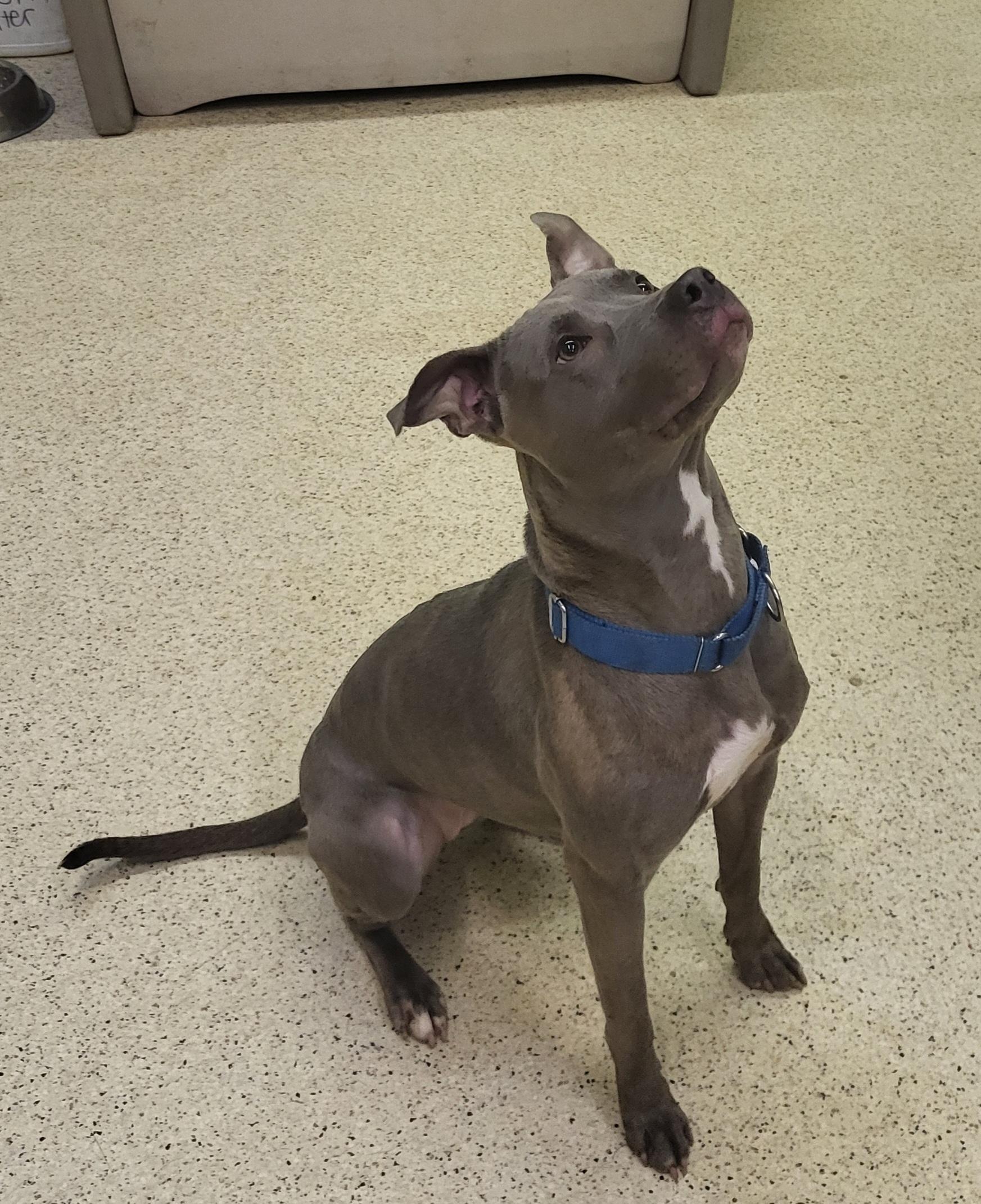 Enlarge Cece, a Adoptable mixed breed in Muncie, IN image 5/6