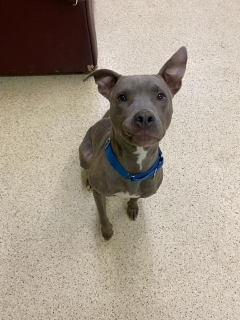 Enlarge Cece, a Adoptable mixed breed in Muncie, IN image 3/6