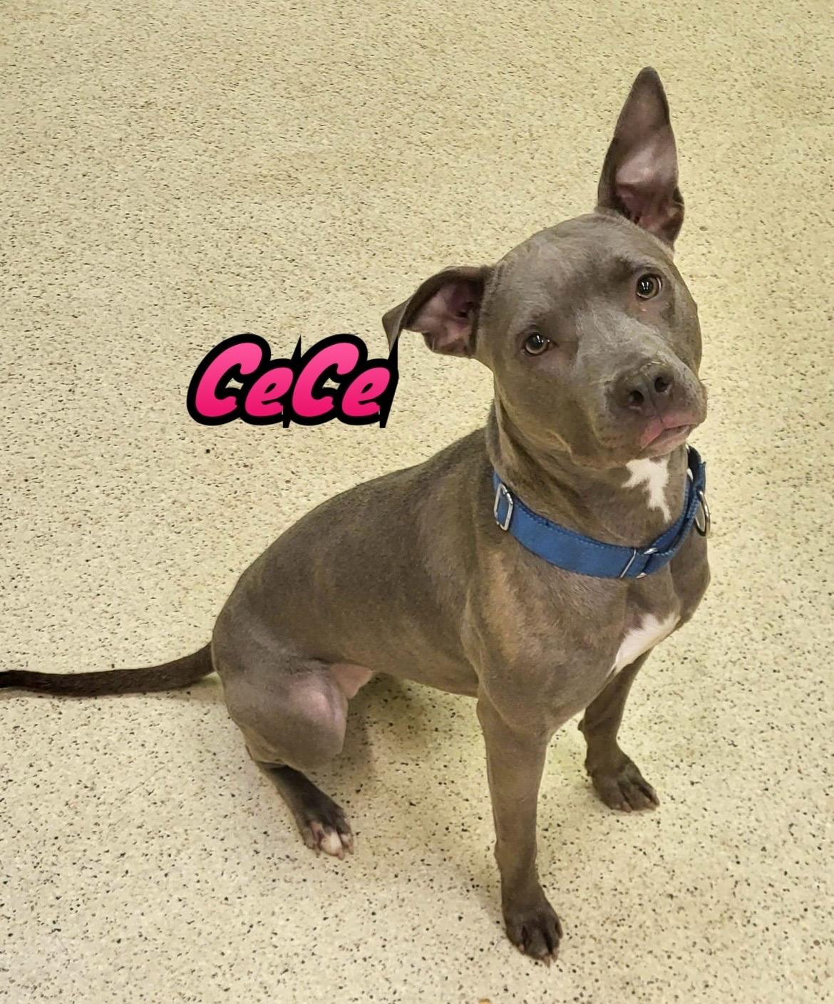 Enlarge Cece, a Adoptable mixed breed in Muncie, IN image 2/6