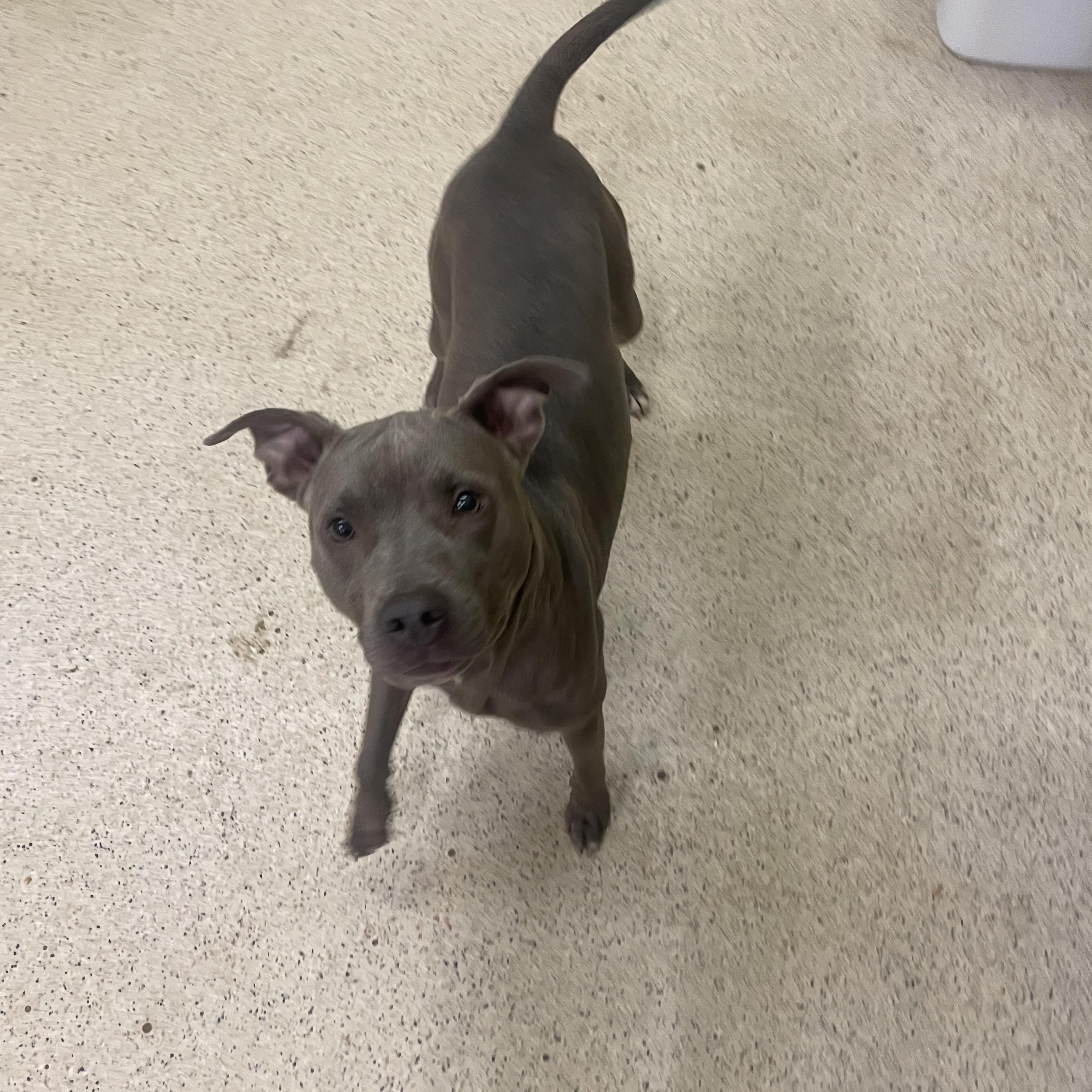 Enlarge Cece, a Adoptable mixed breed in Muncie, IN image 6/6