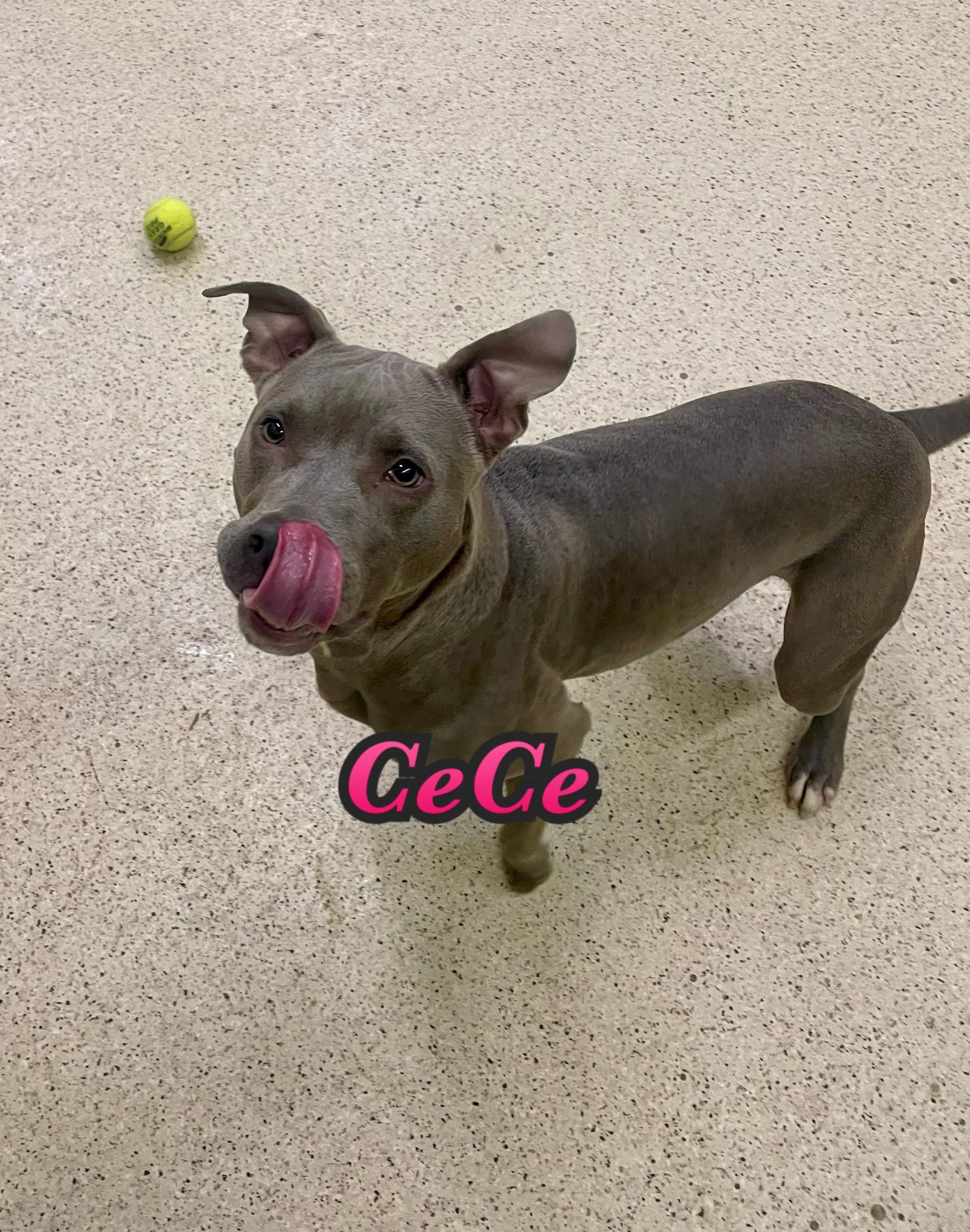 Enlarge Cece, a Adoptable mixed breed in Muncie, IN image 1/6