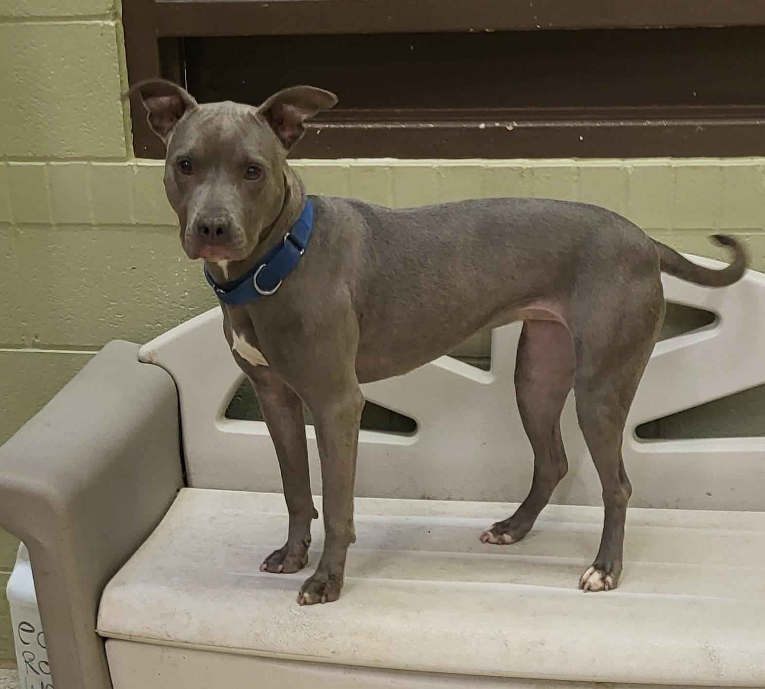 Enlarge Cece, a Adoptable mixed breed in Muncie, IN image 4/6