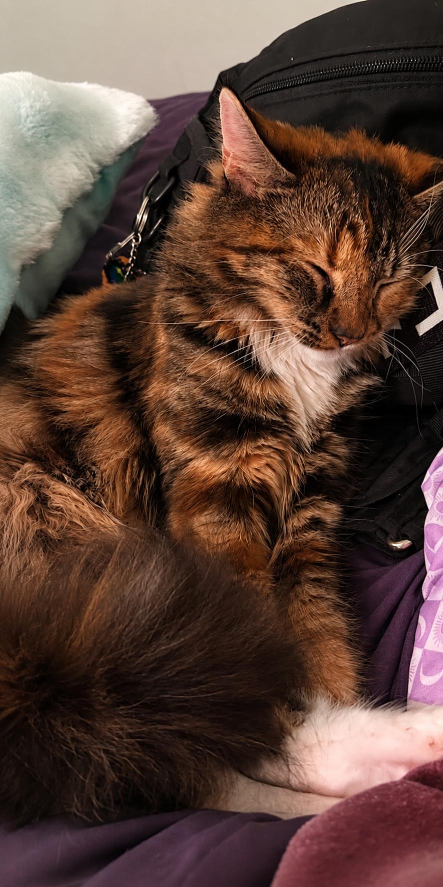 Millie and Maisie - Charleston, SC, a ADOPTABLE Tortoiseshell in Indian Trail, NC image 3/3