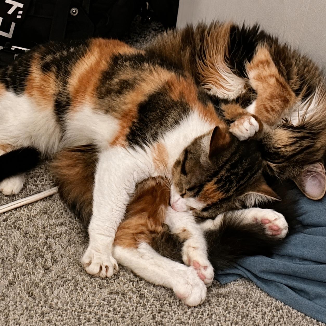 Millie and Maisie - Charleston, SC, ADOPTABLE, Adult Female Tortoiseshell.