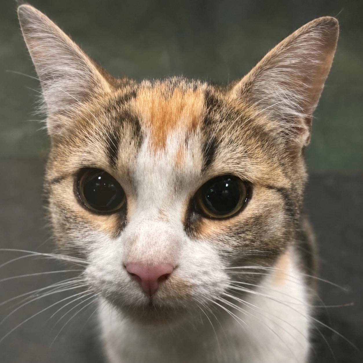 Millie and Maisie - Charleston, SC, a ADOPTABLE Tortoiseshell in Indian Trail, NC image 2/3