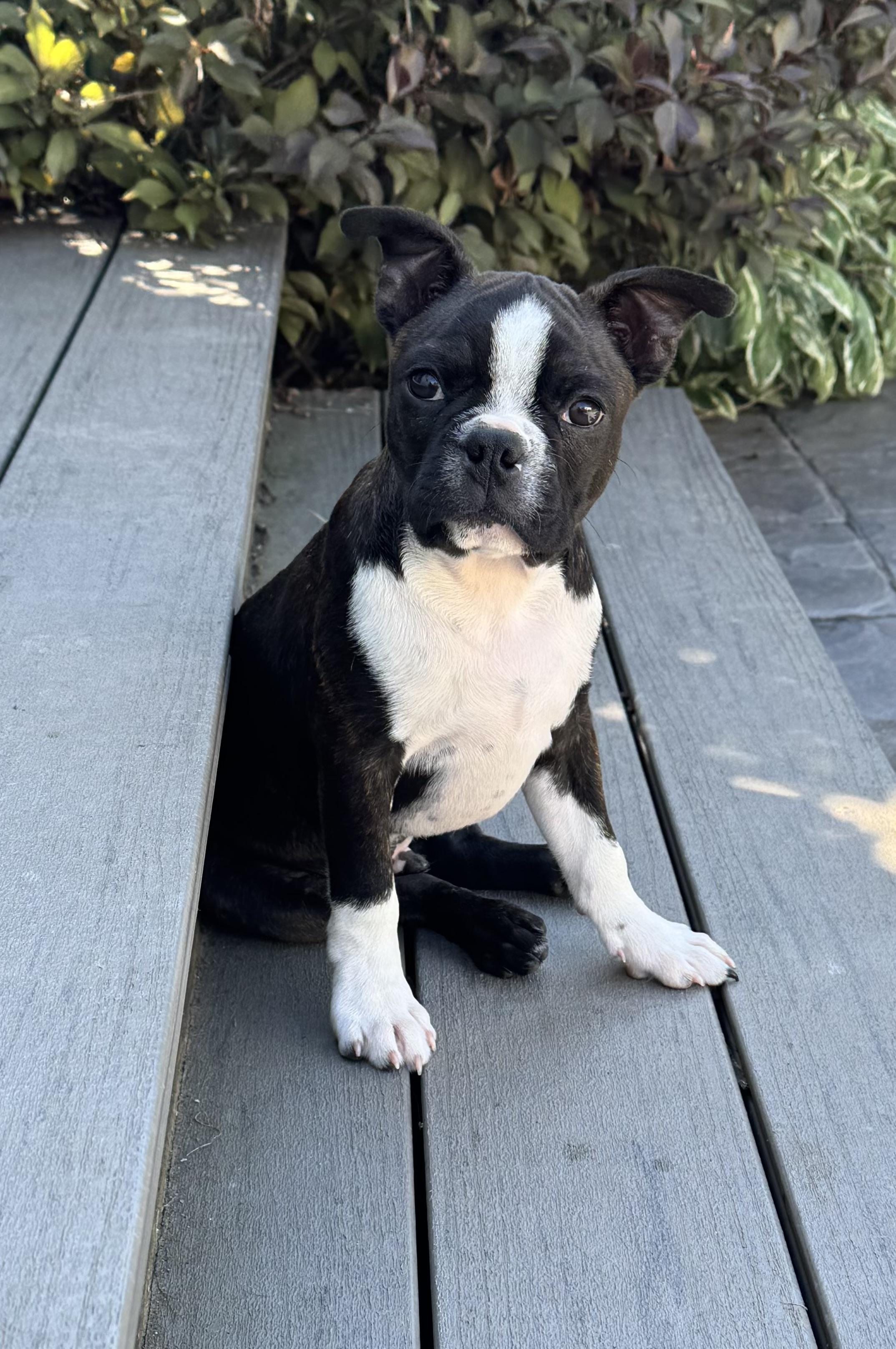 Enlarge Jonah Knox, a Adoptable Boston Terrier in Akron, NY image 2/6