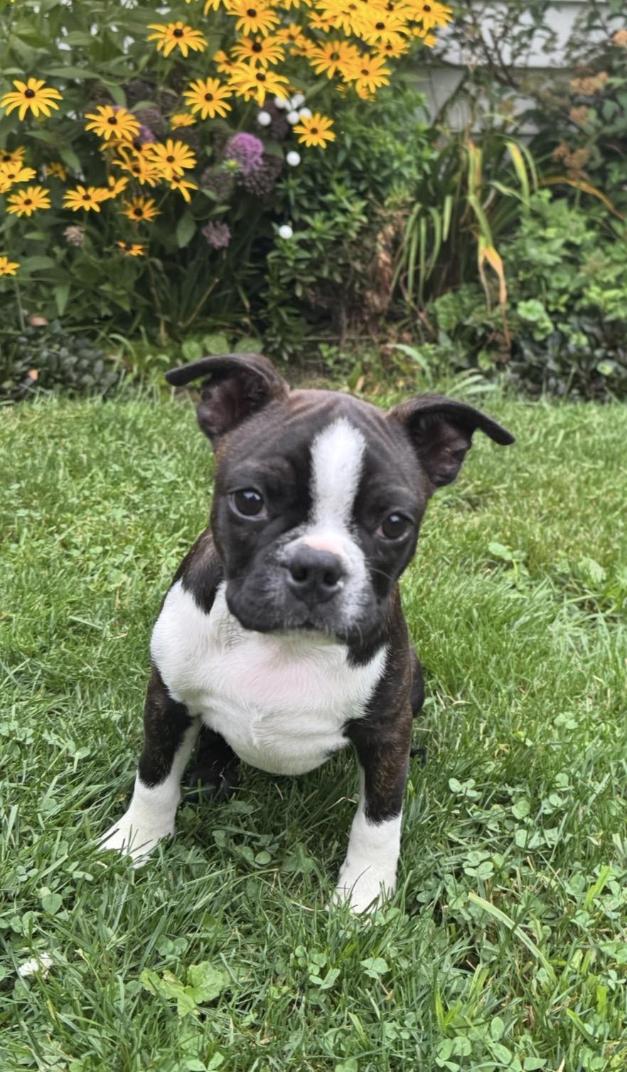 Enlarge Jonah Knox, a Adoptable Boston Terrier in Akron, NY image 4/6