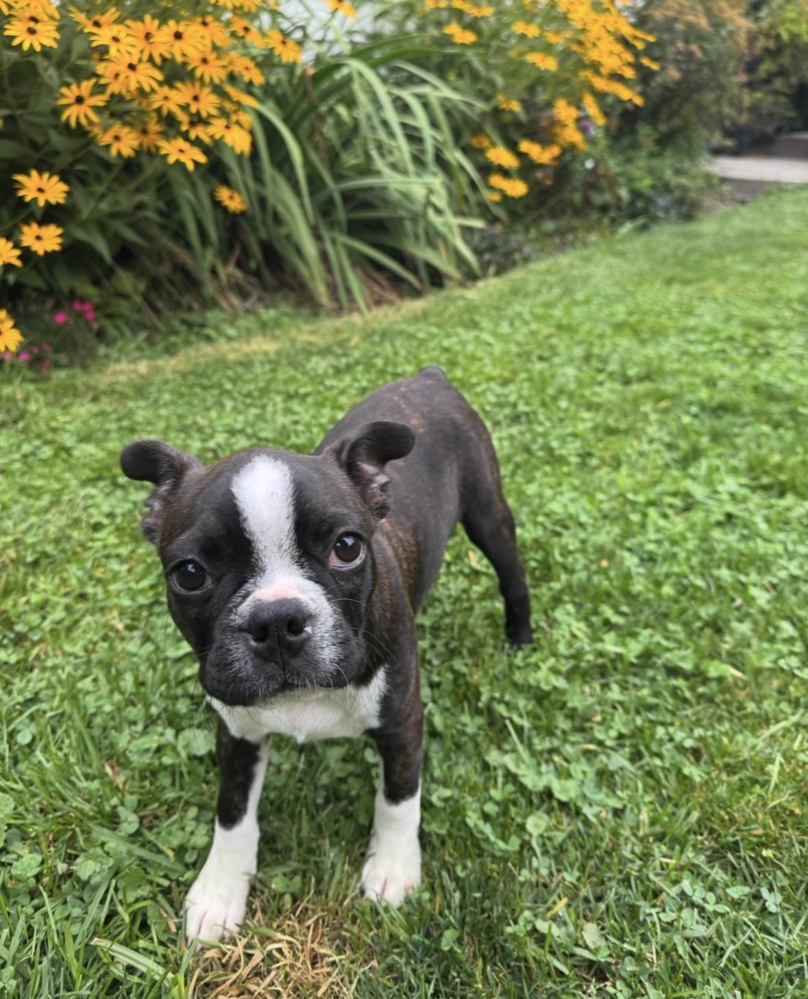 Enlarge Jonah Knox, a Adoptable Boston Terrier in Akron, NY image 5/6
