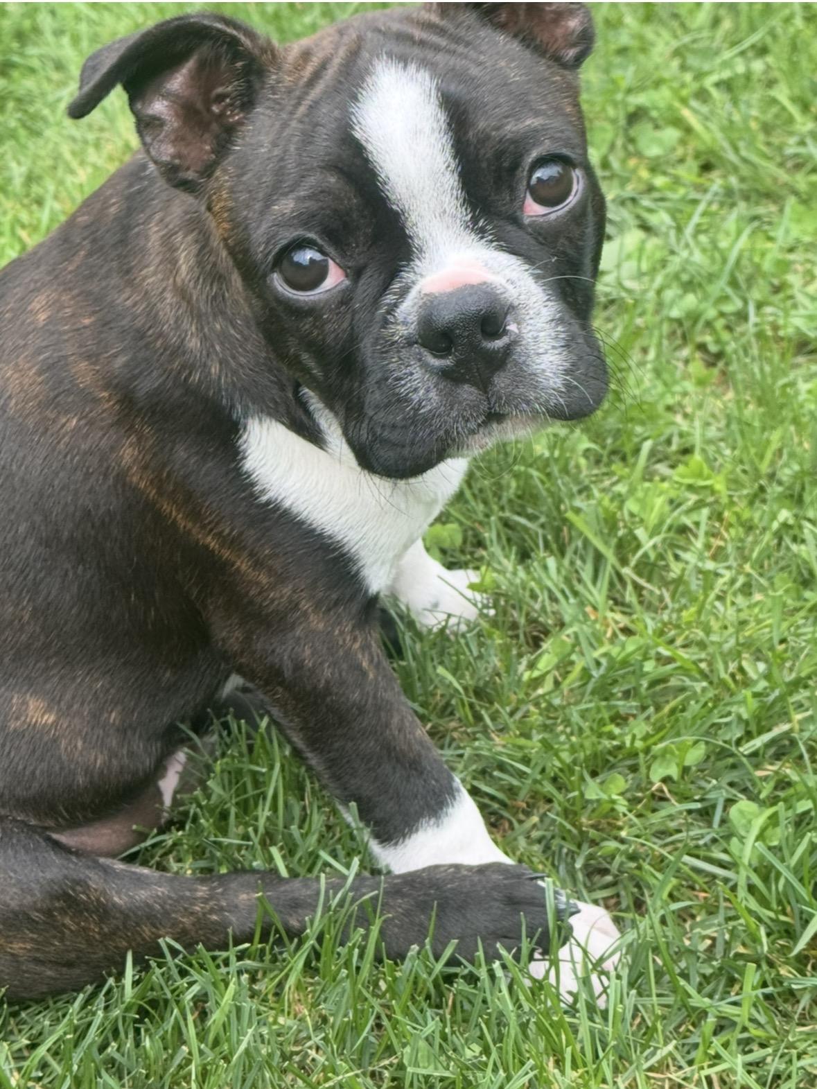 Enlarge Jonah Knox, a Adoptable Boston Terrier in Akron, NY image 1/6