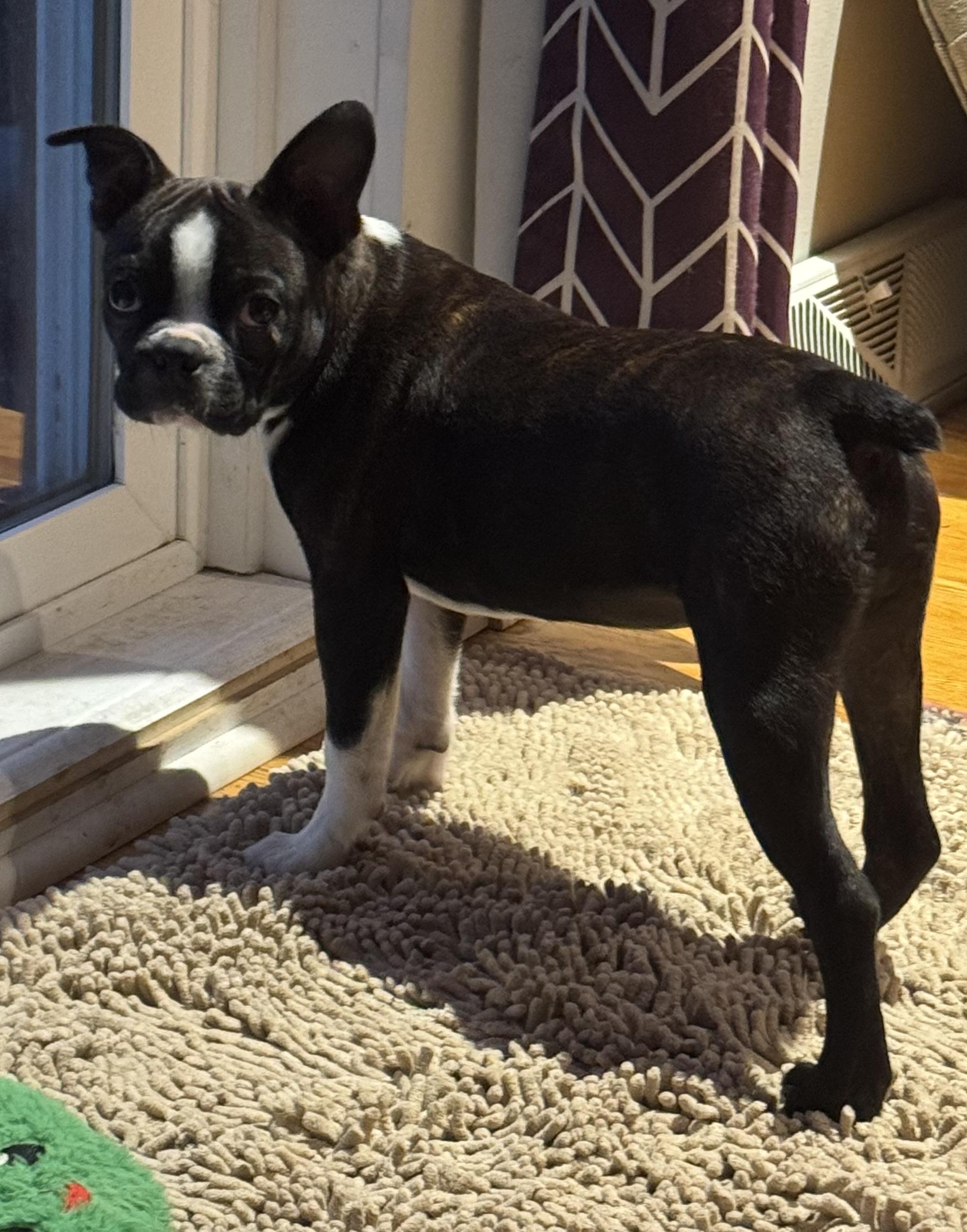 Enlarge Jonah Knox, a Adoptable Boston Terrier in Akron, NY image 3/6