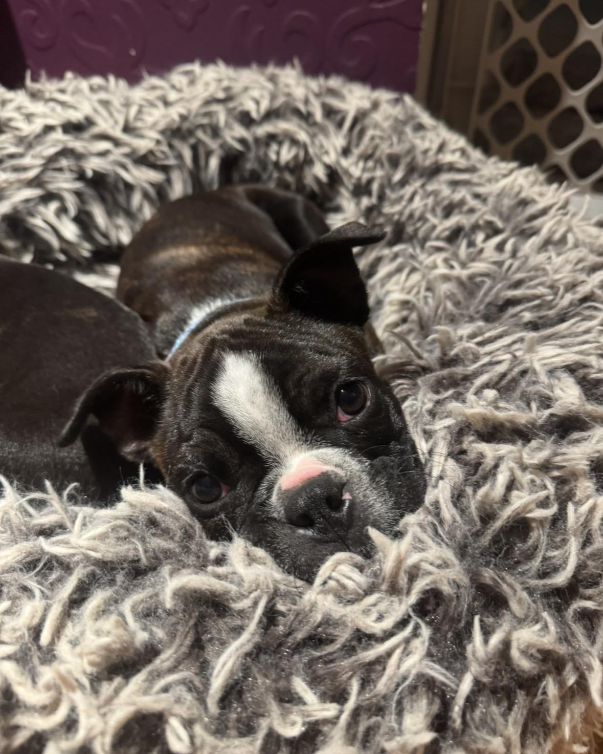 Enlarge Jonah Knox, a Adoptable Boston Terrier in Akron, NY image 6/6