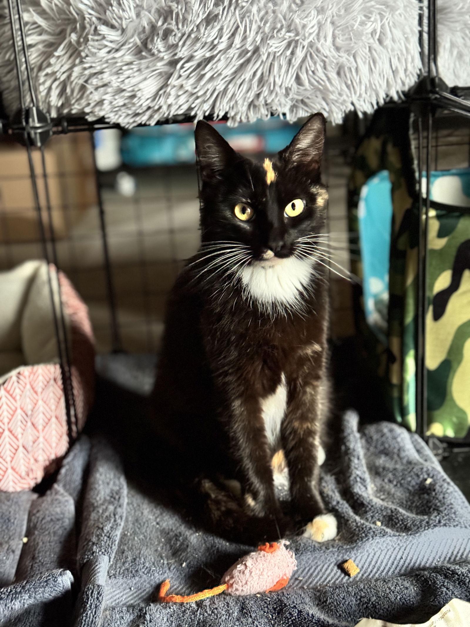 Sasha, Adoptable, Adult Female Domestic Short Hair.