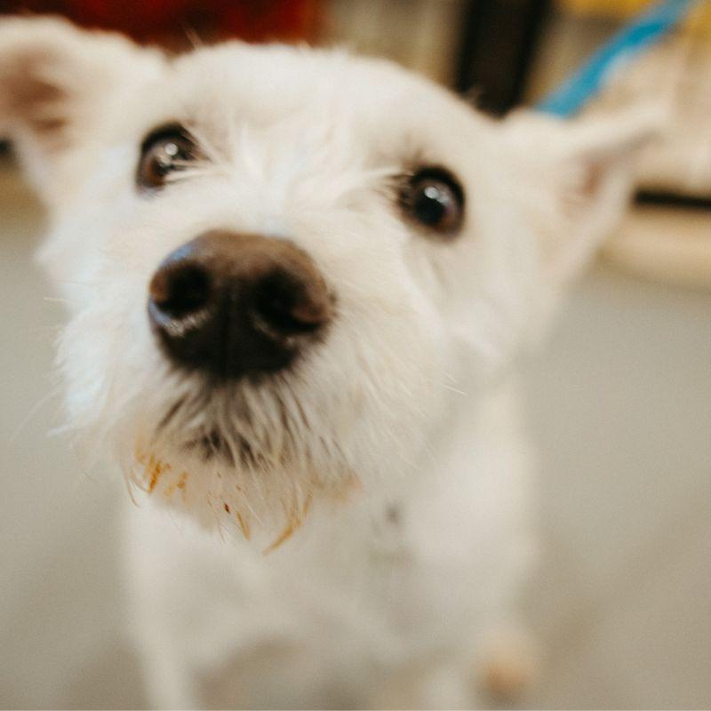 Enlarge Mack, an adopted mixed breed in Jackson, WY image 3/3